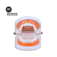 McLaren Dental Educational Adult Teeth Study Model 